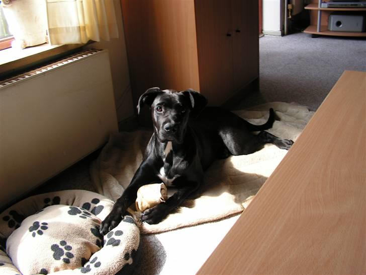 Blanding af racer xena - det nyeste billede af den smukke pige fra den 27/12-07 billede 1