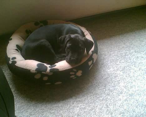 Blanding af racer xena billede 2