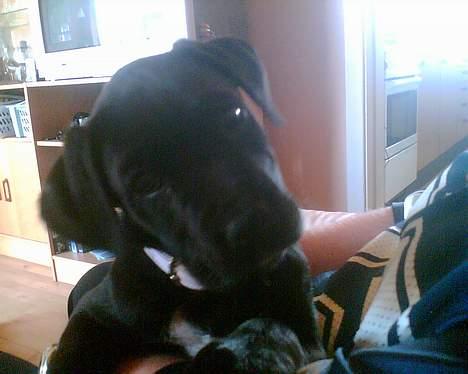 Blanding af racer xena billede 3