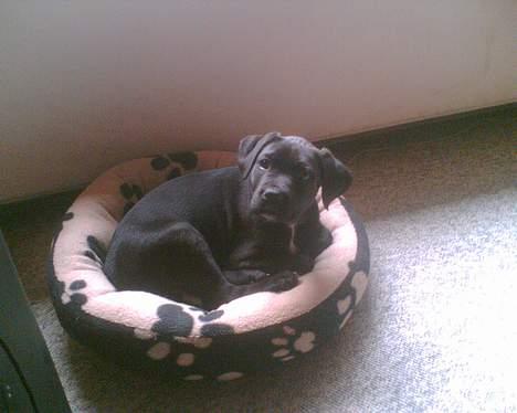 Blanding af racer xena billede 4