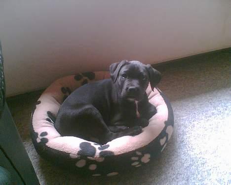 Blanding af racer xena billede 5