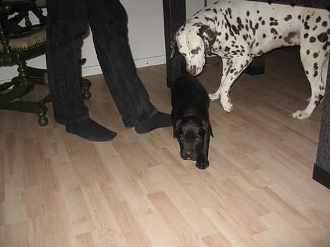 Blanding af racer xena billede 6