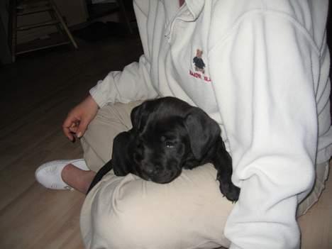 Blanding af racer xena billede 7