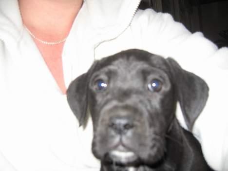 Blanding af racer xena billede 8