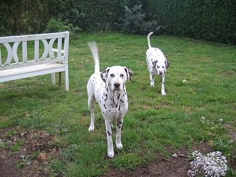 Blanding af racer xena - der her er mine venners lille buster mand og han datter lady i bagrunden billede 9