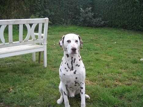 Blanding af racer xena - der her er mine venners lille buster mand billede 10