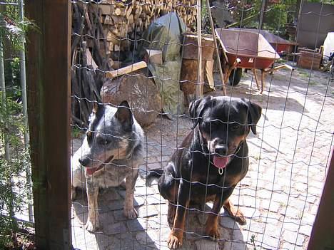 Australsk cattledog Pargus - Rart med en veninde - hygge med Ditte - Rottweiler i patruljeklassen i PH. billede 2