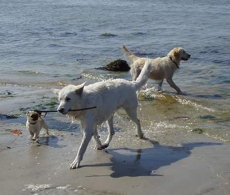 Hvid schæfer Boss - Chili, Tyson & Boss ved stranden ( Boss´ 1. tur i havet) billede 15
