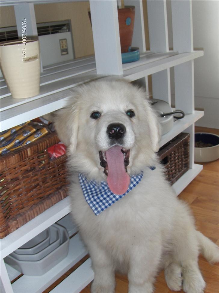 Blanding af racer Balder - Endelig vores dejlige bamse Balder billede 1