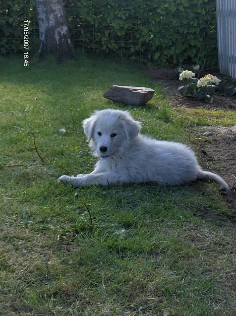 Blanding af racer Balder - jeg er da bare for dejlig:) billede 3