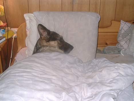Schæferhund tessa - det er bare så go at putte sig i mors seng billede 11