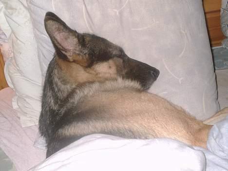 Schæferhund tessa - sover så godt  billede 12