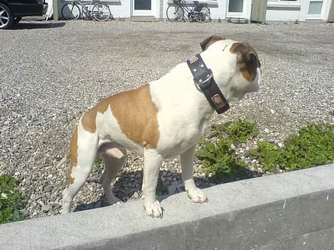 Amerikansk staffordshire terrier MOJO billede 7