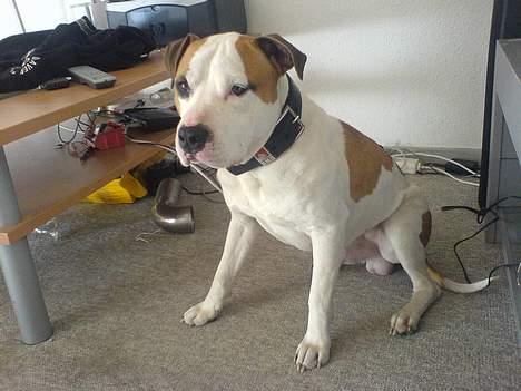 Amerikansk staffordshire terrier MOJO billede 8