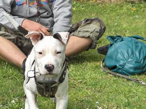 Amerikansk staffordshire terrier Joker R.I.P min skat :'( - Er jeg ikke dejlig? billede 2