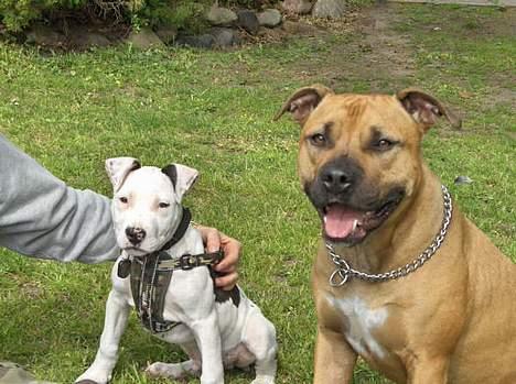 Amerikansk staffordshire terrier Joker R.I.P min skat :'( - Mig og min gode ven Basse :) billede 3