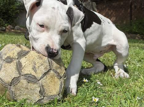 Amerikansk staffordshire terrier Joker R.I.P min skat :'( billede 4