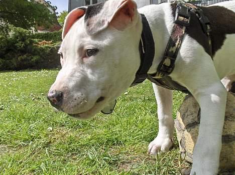 Amerikansk staffordshire terrier Joker R.I.P min skat :'( billede 5