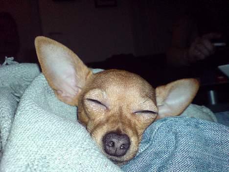 Chihuahua Coco<3 - ZZzzzzzzzzzz billede 18