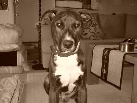 Blanding af racer Hekter - hekter sidder op gør sig lækker for kameraet.... :) billede 1