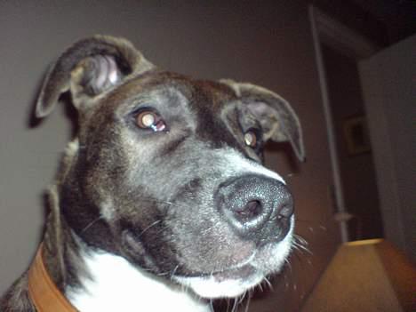 Blanding af racer Hekter billede 2