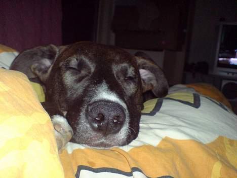 Blanding af racer Hekter - der er altid plads til en lille lur...  .o0(zzZZzZZZzzz) billede 3