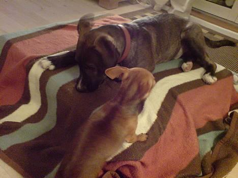 Blanding af racer Hekter - hekter og coco... de bedsteste venner... :) billede 4