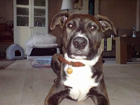 Blanding af racer Hekter billede 5