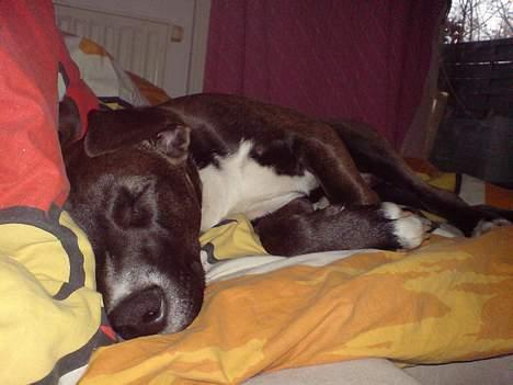 Blanding af racer Hekter billede 6