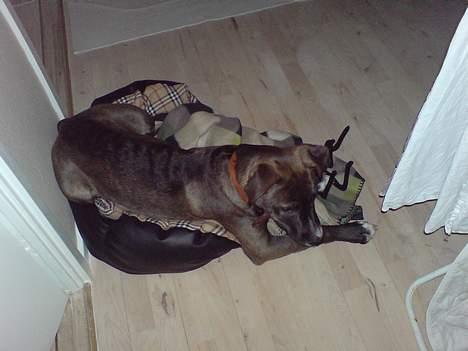 Blanding af racer Hekter - man kan  vel altid prøve at klemme sig ned i coco`s kurv... fnis.. billede 7