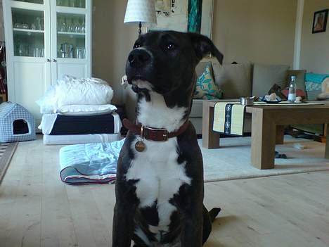 Blanding af racer Hekter billede 8