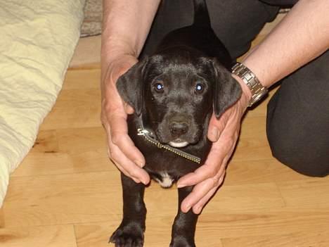 Labrador retriever Micky - 8 uger + 1 dag og lige ankommet til mit nye hjem billede 2