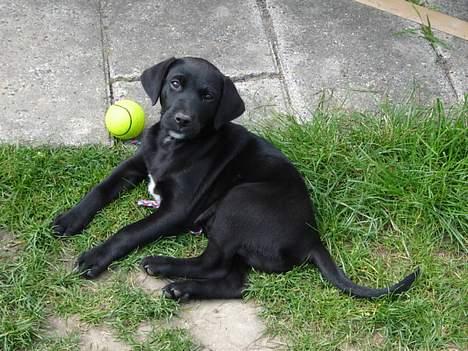 Labrador retriever Micky - jeg elsker at være ude i haven billede 3