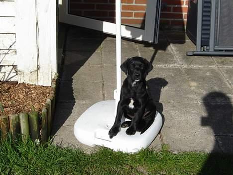 Labrador retriever Micky - Godt med en parasolfod...så rumpen ikke bliver kold billede 4
