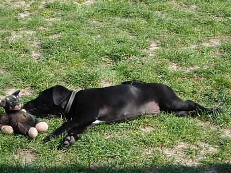 Labrador retriever Micky - Uha, hvor bli´r man træt af at holde mor igang. billede 5