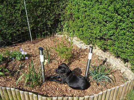 Labrador retriever Micky - Syntes lige min mor skulle ha´ en sjælden blomst i haven billede 6