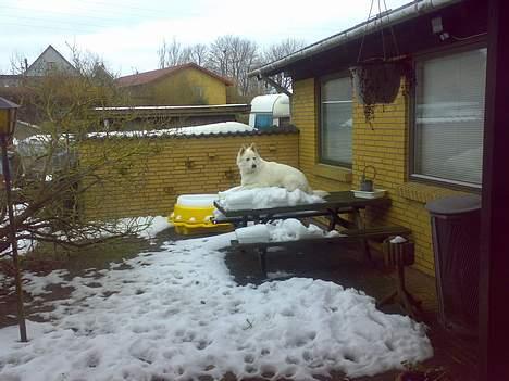 Hvid schæfer olsen - her er dejlig kølig jeg elsker sne billede 6