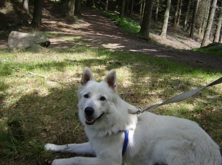 Hvid schæfer olsen billede 7