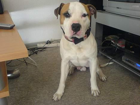 Amerikansk staffordshire terrier MOJO billede 9