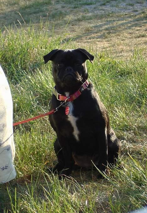 Blanding af racer Carla *mops/pudel* billede 18
