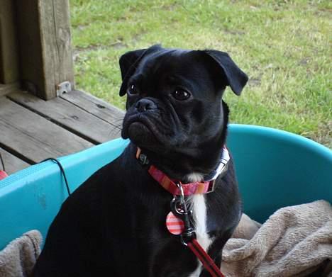 Blanding af racer Carla *mops/pudel* billede 19