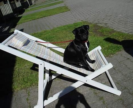Blanding af racer Carla *mops/pudel* billede 20