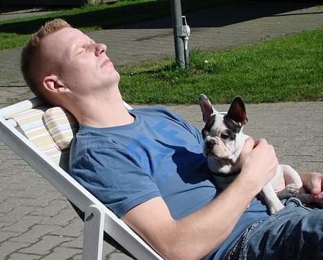 Fransk bulldog Cliff billede 19