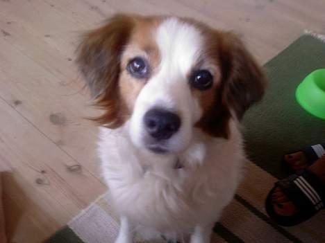 Dansk svensk gaardhund Oswald billede 1