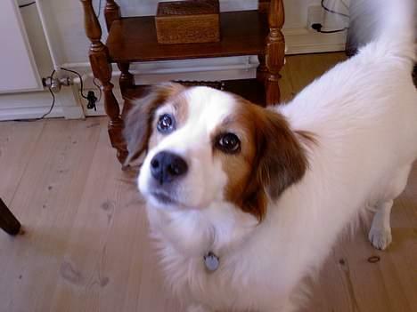 Dansk svensk gaardhund Oswald billede 2