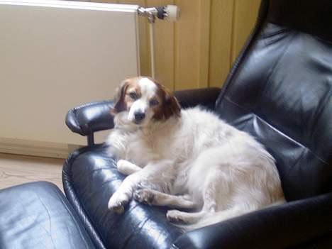 Dansk svensk gaardhund Oswald billede 3