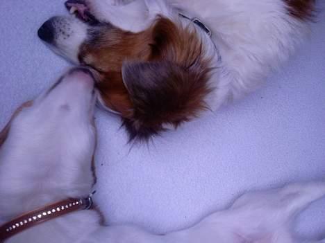 Dansk svensk gaardhund Oswald billede 4