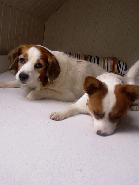 Dansk svensk gaardhund Oswald billede 5