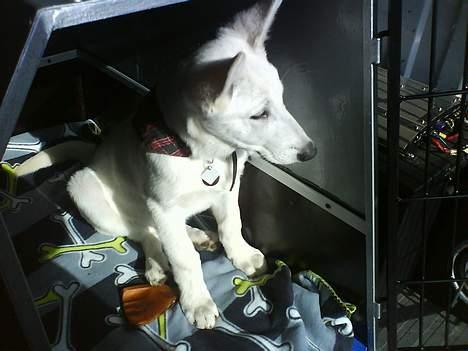 Hvid schæfer Aron billede 7