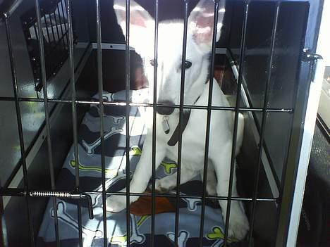 Hvid schæfer Aron billede 8